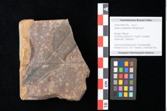 Foto (Objekt + Etikett) von Quercus palaeoilex Ettingshausen (NHMW-GEO-2024-0188-0789)